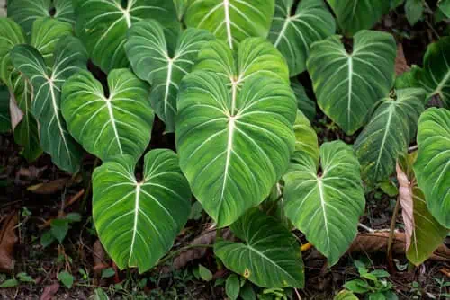 Philodendron Gloriosum