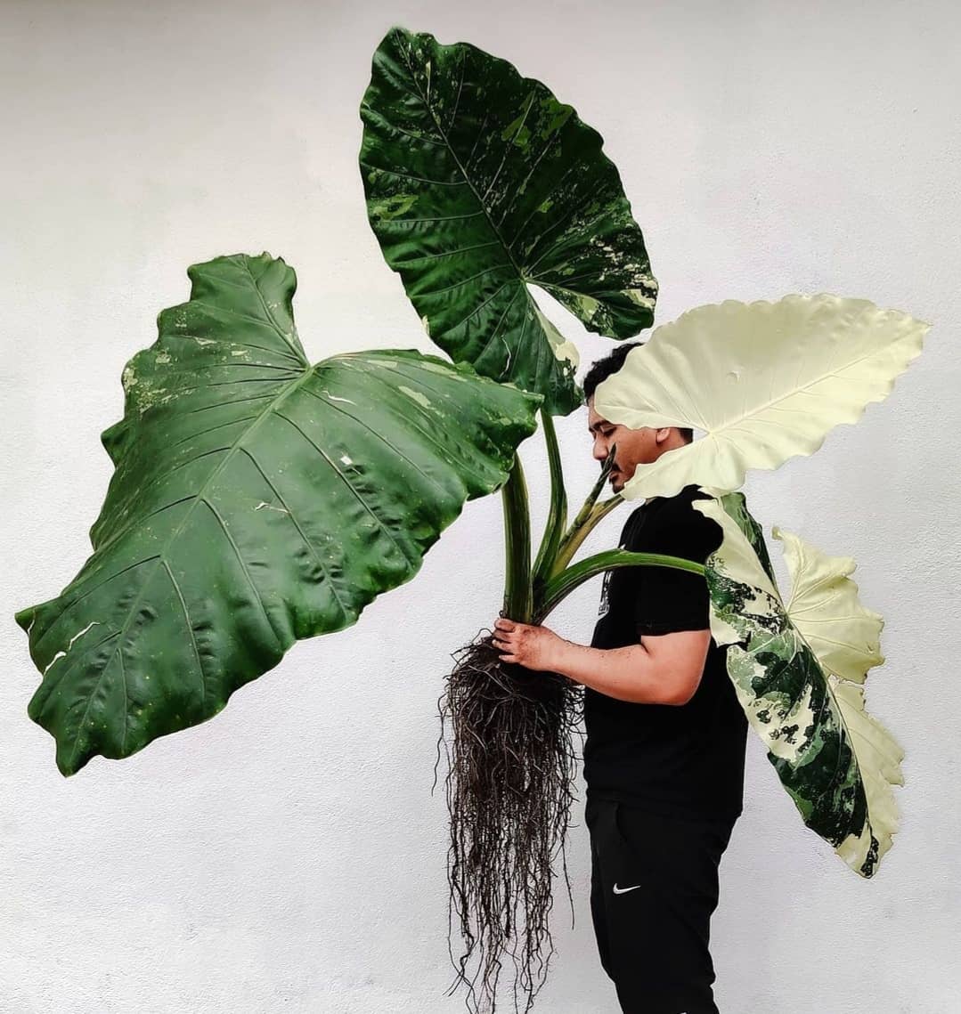 Alocasia Macrorrhiza Variegata